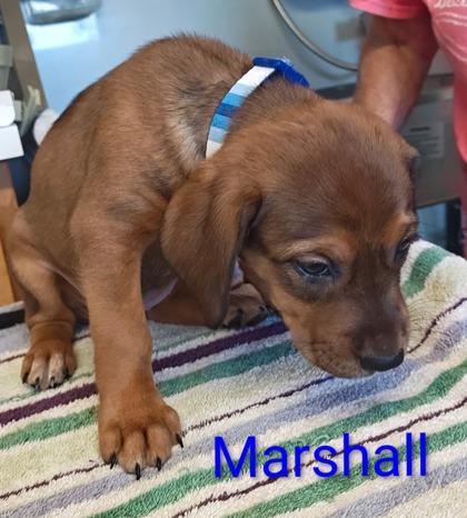 Marshall