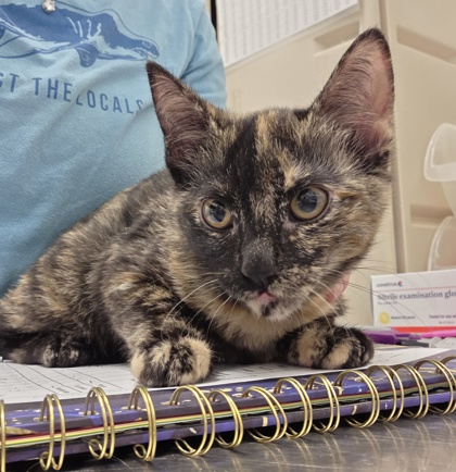 "Skippie" -Adoption Hold!