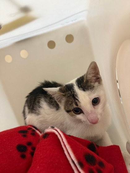"Shannon" - Adoption Hold