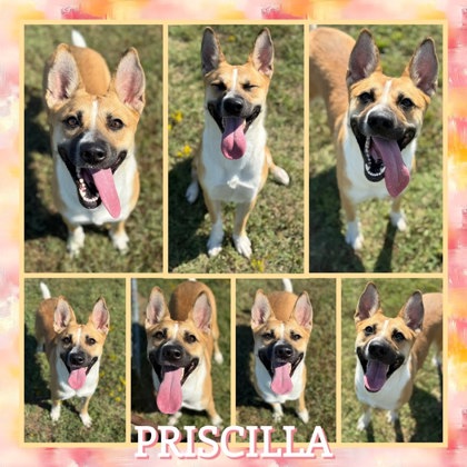 Priscilla
