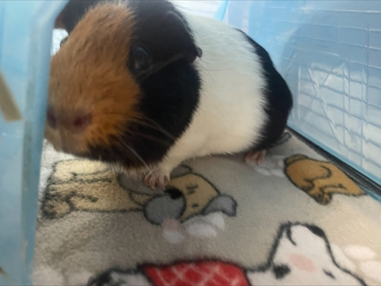 Stella- required pair with Lola