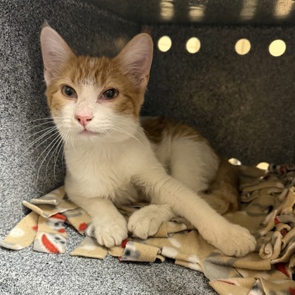 "Pickles" - Adoption Hold!