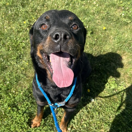 Odin
