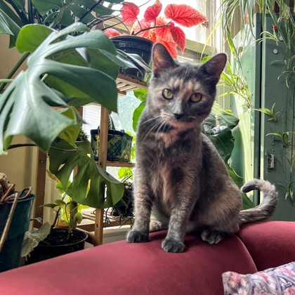Kitty-Video!