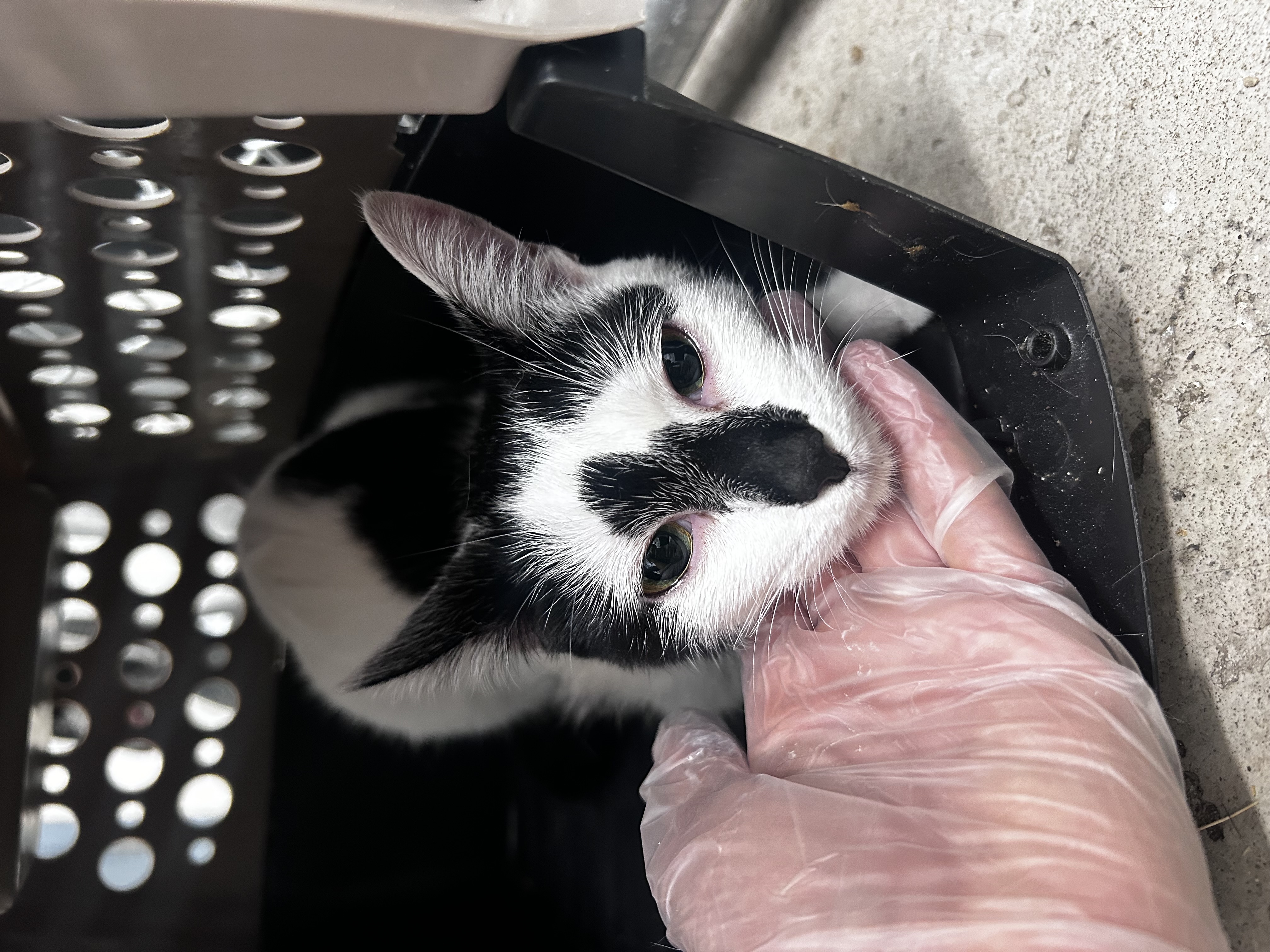 Manchitas