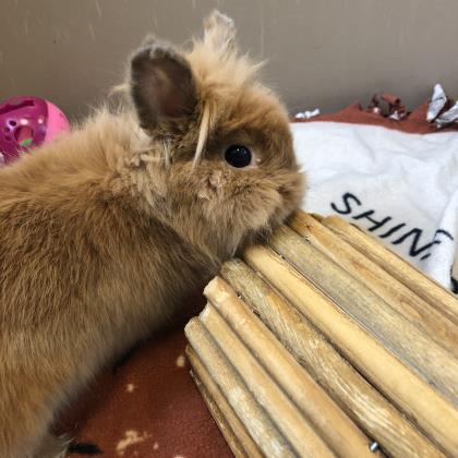 Cilantro
