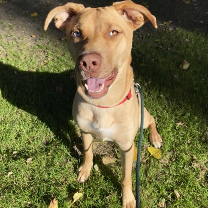 Nala