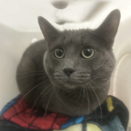 "Lindsey Buckingham"