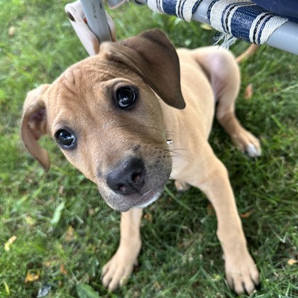 Scooby