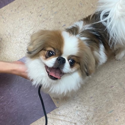 Gizmo