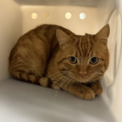 Lion- Petco Lake Geneva!