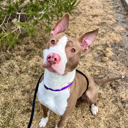 Ludacris - Benchwarmer!