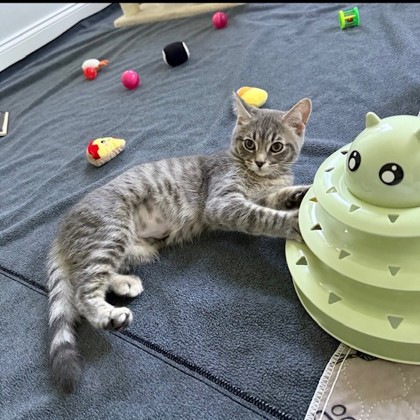 Cleo