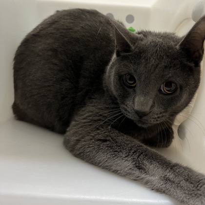 Milo