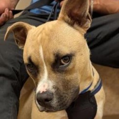 Paco