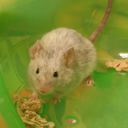 Feta
