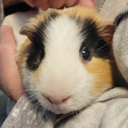 Ba - Required Couple