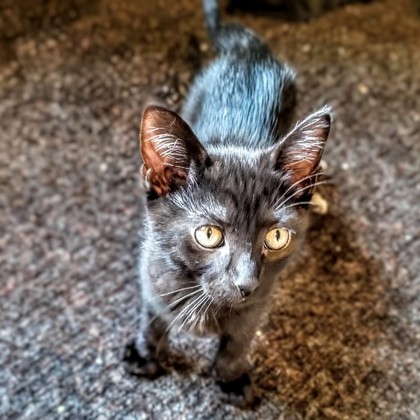 Abe
