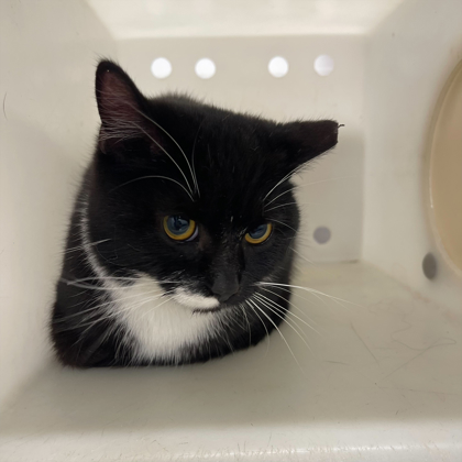 "Cookie Cutter" -Adoption Hold!