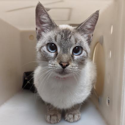 "Sphynx" - Adoption Hold