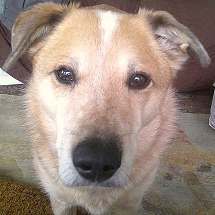 Toby