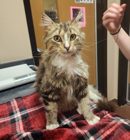 Lenny - Adoption Hold!