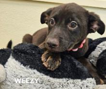 Weezy