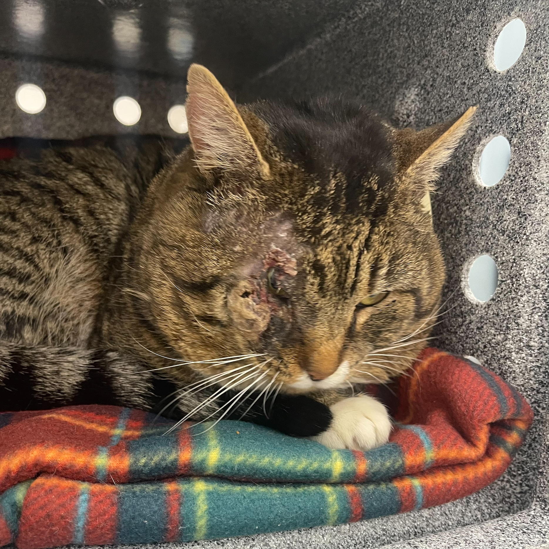 "Ragetti" - Adoption Hold!