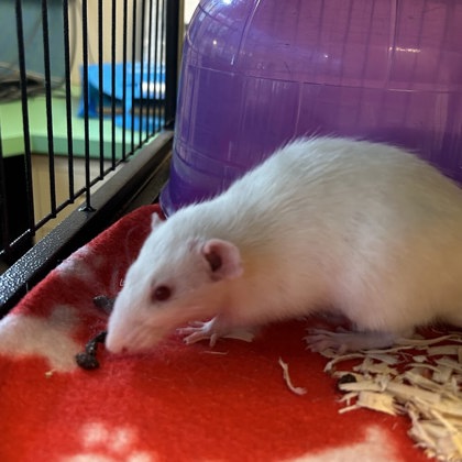 Ratty