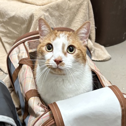 Oliver