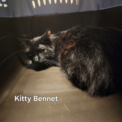 Kitty Bennet