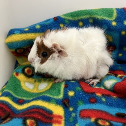 Bathilda - Required Pair!