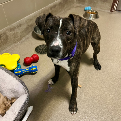 Beans - Staff Pick & Benchwarmer!