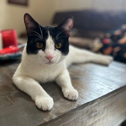 Oreo - Volunteer Pick!