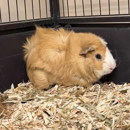 Smokie - Required Couple