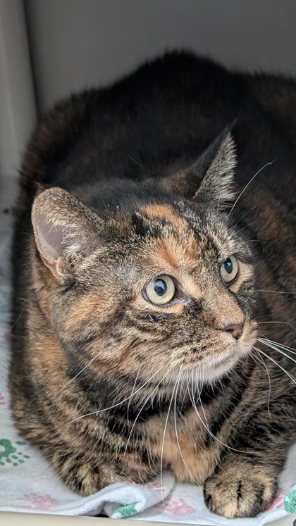 Stella