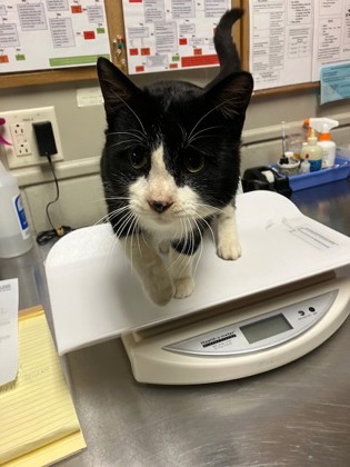 "Jeff" - Adoption Hold!