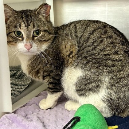 Bubbles – Working Cat!