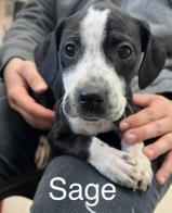 Sage
