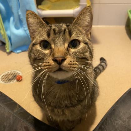Simba