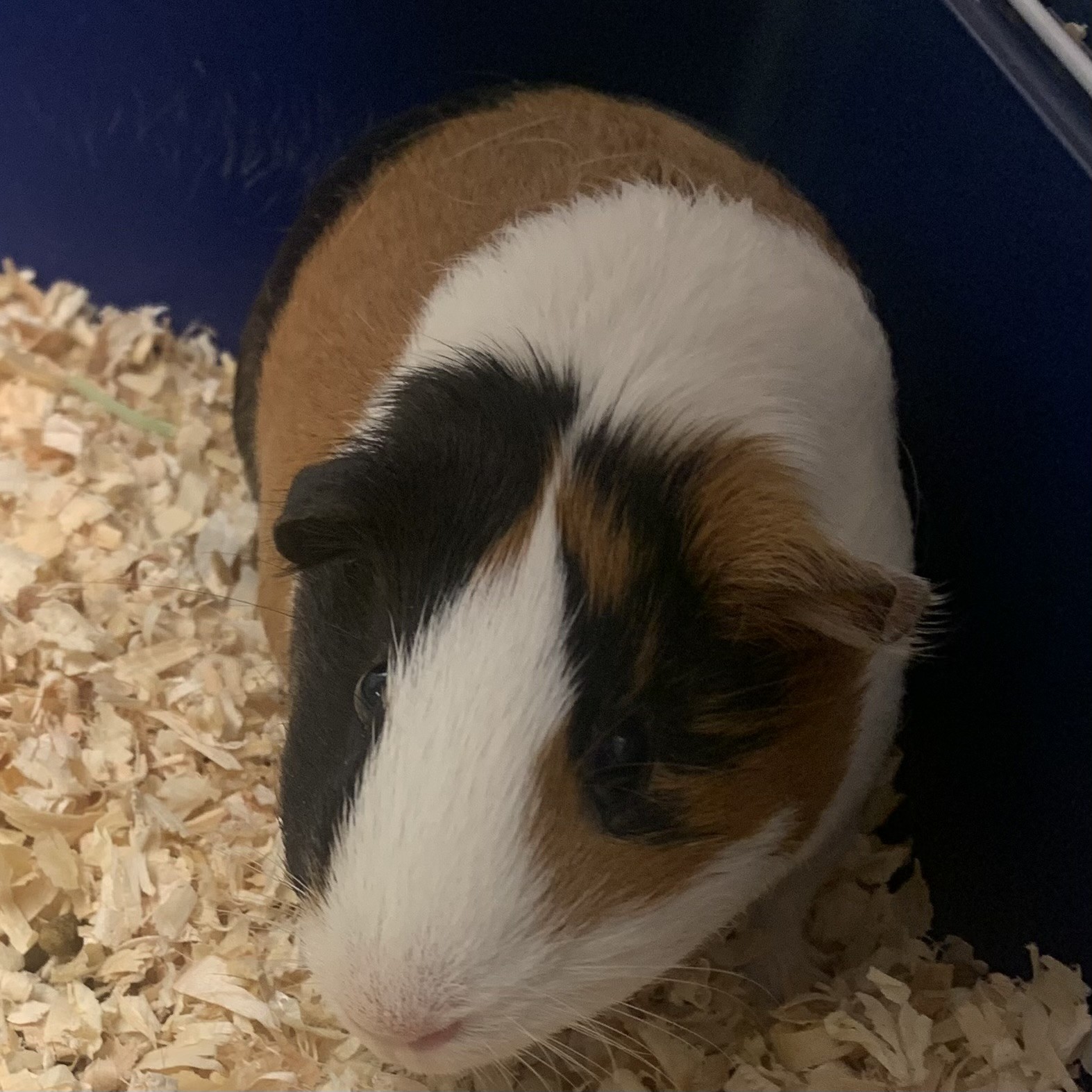 Nibbles - Required Couple!