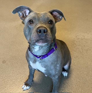 Nova