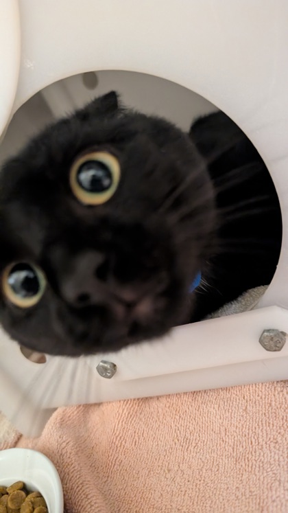Loki