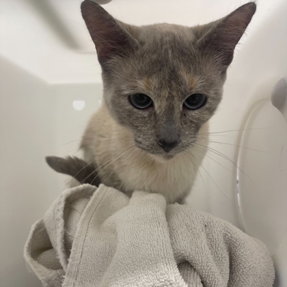 "Susan" - Adoption hold!