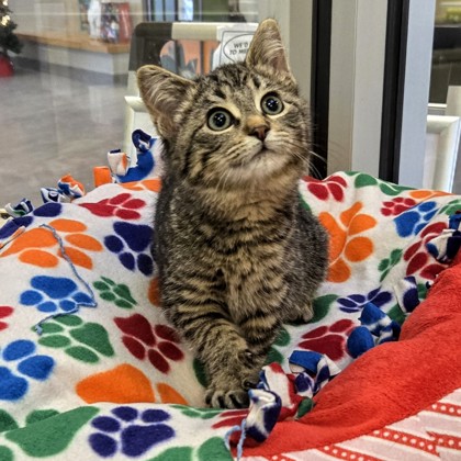 Emmy - Available Fri. Dec. 5 @ 1pm