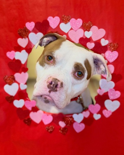 Chester - Benchwarmer!