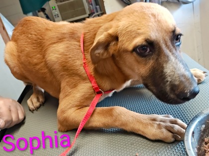 Sophia