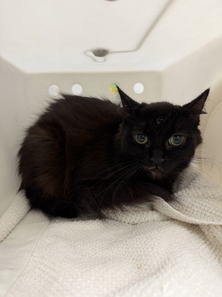 Blackie