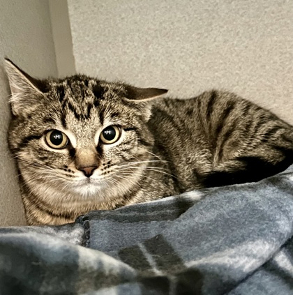 Adopt | Wisconsin Humane Society