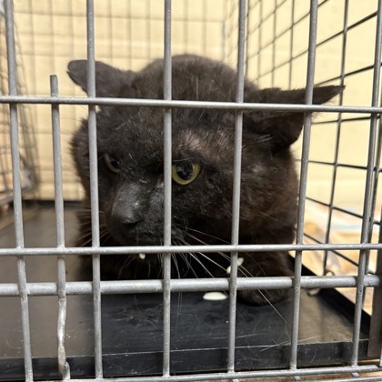 Salem